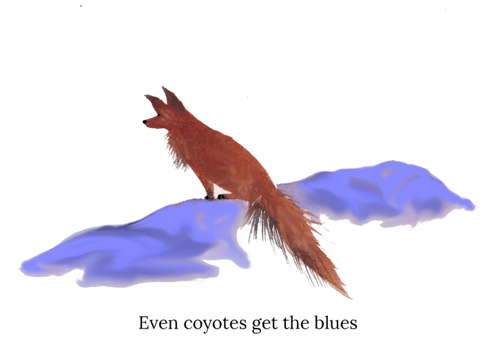Coyotes Get the Blues