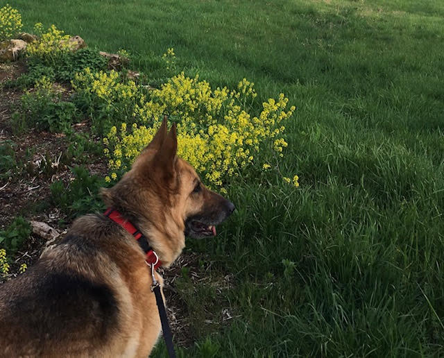 Ulla the German Shepherd looks over Cloud Hill farm in Monterey Virginia